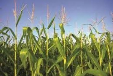 IARI releases 7 new varieties of crops