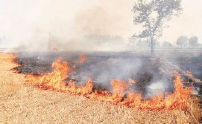 NGT asks states to be vigilant about crop burning