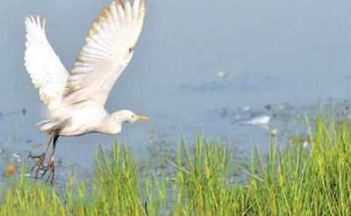 Tours along Yamuna for children, birders
