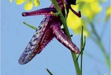 The flying squad decimating Rajasthan crops