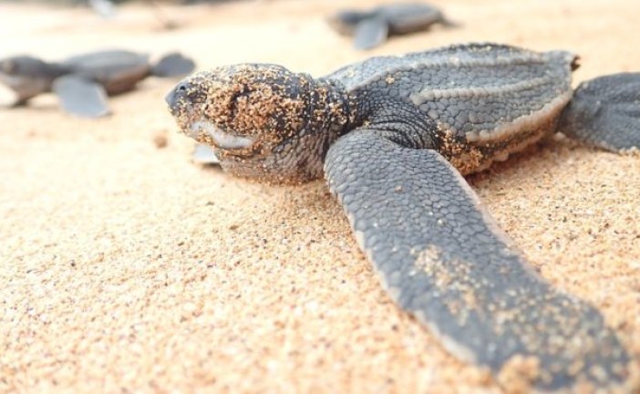 10 years to save ‘world’s most threatened sea turtle’