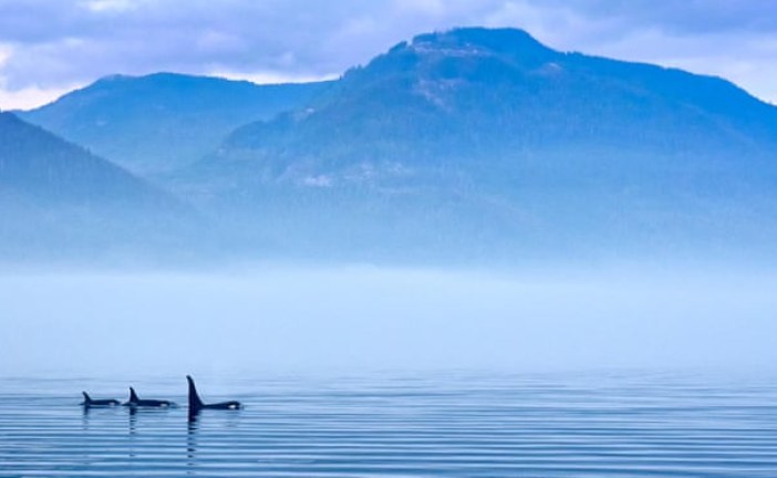 Silence is golden for whales as lockdown reduces ocean noise