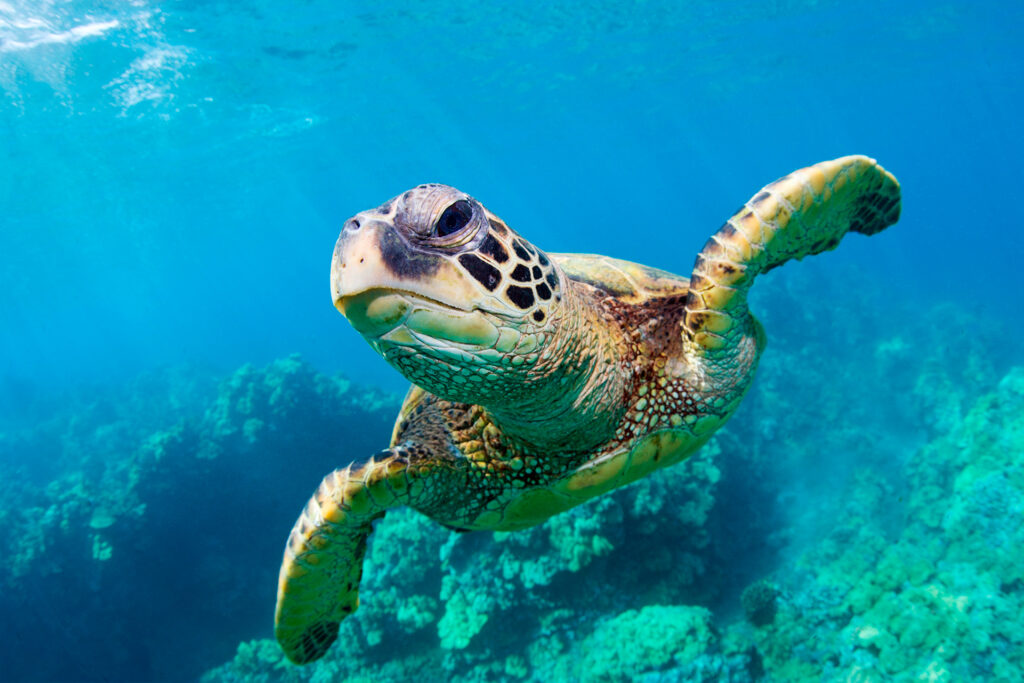 Turtles: Warriors of Biodiversity - Focus Global Reporter